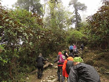 IMG_1401_trek_Tshoka-Dzongri_3100m_160504 Trekking from Tshoka to Dzongri among Rhododendron falconeri (07:54)