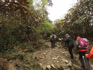 IMG_1402_trek_Tshoka-Dzongri_3100m_160504 Trekking from Tshoka to Dzongri among Rhododendron falconeri (07:55)