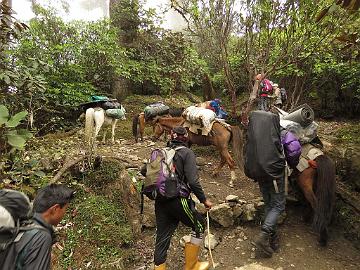 IMG_1404_horses_trek_Tshoka-Dzongri_3100m_160504 Horses are passing on the trail to Dzongri (07:56)
