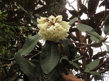 IMG_1406_Rhododendron_falconeri_Tshoka-Dzongri_3100m_160504 Rhododendron falconeri , Tshoka - Dzongri 3100 m (08:00)