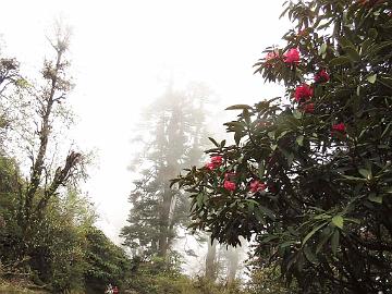 IMG_1408_Rhododendron_arboreum_Tshoka-Dzongri_3100m_160504 Rhododendron arboreum , Tshoka - Dzongri 3100 m (08:05)