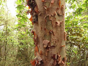 IMG_1410_Rhododendron_barbatum_Tshoka-Dzongri_3200m_160504 Rhododendron barbatum trunk, Tshoka - Dzongri 3200 m (08:16)