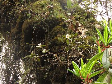 IMG_1415_Rhododendron_pendulum_Tshoka-Dzongri_3200m_160504 Rhododendron pendulum growing high up on a tree, Tshoka - Dzongri 3200 m (08:19)