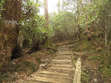 IMG_1416_trek_Tshoka-Dzongri_3200m_160504 Trail among Rhododendron barbatum , Tshoka - Dzongri 3200 m (08:21)