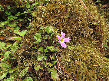 IMG_1418_Primula_deuteronana_Tshoka-Dzongri_3200m_160504 Primula deuteronana (?), Tshoka - Dzongri 3200 m (08:26)