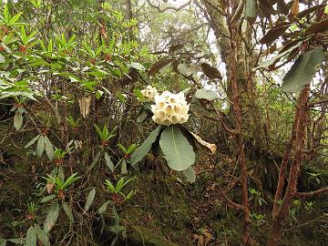 IMG_1421_Rhododendron_falconeri_Tshoka-Dzongri_3200m_160504 Rhododendron falconeri , Tshoka - Dzongri 3200 m (08:33)