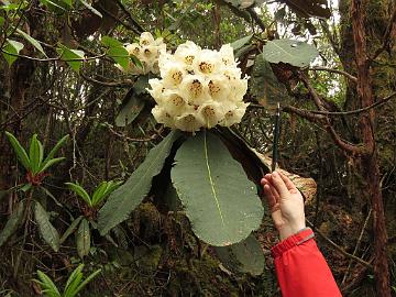 IMG_1423_Rhododendron_falconeri_Tshoka-Dzongri_3200m_160504 Rhododendron falconeri , Tshoka - Dzongri 3200 m (08:33)