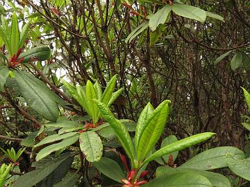 IMG_1425_Rhododendron_barbatum_Tshoka-Dzongri_3200m_160504 Rhododendron barbatum , Tshoka - Dzongri 3200 m (08:51)