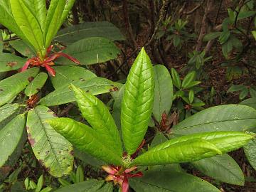 IMG_1426_Rhododendron_barbatum_Tshoka-Dzongri_3200m_160504 Rhododendron barbatum , Tshoka - Dzongri 3200 m (08:51)