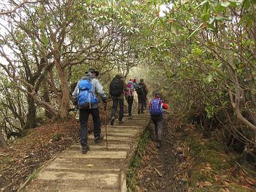 IMG_1427_trek_Tshoka-Dzongri_3300m_160504 Trekking among rhododendrons, Tshoka - Dzongri 3300 m (08:58)