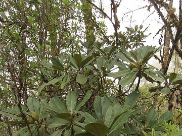 IMG_1429_Rhododendron_hodgsonii_Tshoka-Dzongri_3300m_160504 Rhododendron hodgsonii , Tshoka - Dzongri 3300 m (08:59)