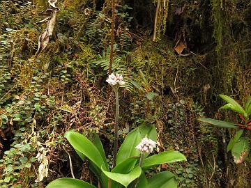 IMG_1431_Clintonia_udensis_Tshoka-Dzongri_3300m_160504 Clintonia udensis , Tshoka - Dzongri 3300 m (09:13)