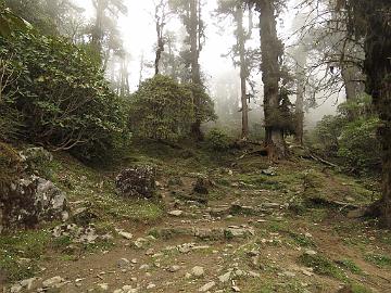 IMG_1433_trek_Tshoka-Dzongri_3300m_160504 Trail from Tshoka to Dzongri, on the left Rhododendron hodgsonii 3300 m (09:19)