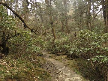 IMG_1434_trek_Tshoka-Dzongri_3300m_160504 Trail from Tshoka to Dzongri, Rhododendron hodgsonii bushes 3350 m (09:43)