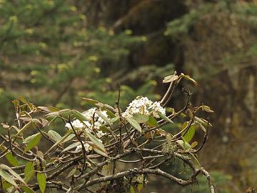 IMG_1435_Viburnum_nervosum_Tshoka-Dzongri_3350m_160504 Viburnum nervosum , Tshoka - Dzongri 3350 m (09:44)