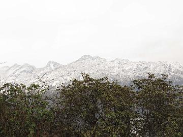 IMG_1456_close_to_Dzongri_3800m_160504 View over rhododendrons toward snowy mountains, Tshoka - Dzongri 3800 m (13:50)