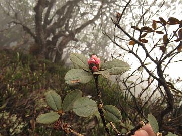 IMG_1462_Rhododendron_anthopogon_Tshoka-Dzongri_3900m_160504 Rhododendron anthopogon , Tshoka - Dzongri 3900 m (14:55)