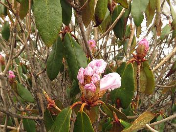 IMG_1465_Rhododendron_campanulatum_Dzongri_3950m_160504 Rhododendron campanulatum , Tshoka - Dzongri 3950 m (15:08)