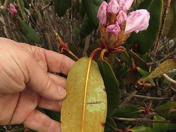 IMG_1466_Rhododendron_campanulatum_Dzongri_3950m_160504 Rhododendron campanulatum , Tshoka - Dzongri 3950 m (15:08)