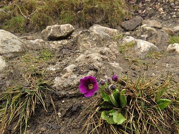 IMG_1468_Primula_tanneri_Dzongri_4000m_160504 Primula tanneri , Tshoka - Dzongri 4000 m (15:36)