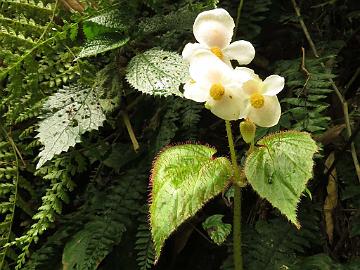 IMG_1568_Begonia_sp_Sachen-Yuksam_2000m_160506_1024px Begonia cathcartii , Sachen - Yuksam 2000 m (12:29)