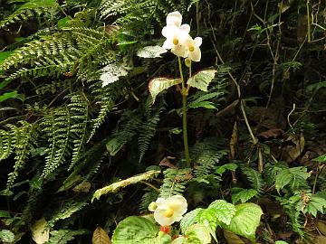 IMG_1569_Begonia_sp_Sachen-Yuksam_2000m_160506 Begonia cathcartii , Sachen - Yuksam 2000 m (12:29)