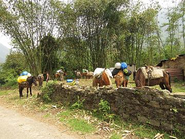 IMG_1204_horses_Yuksam_1780m_160502 We had 21 horses for the trek, here the ones that carried our duffle bags etc. (08:32)