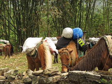 IMG_1205_horses_Yuksam_1780m_160502 Horses packed for the trek (08:32)