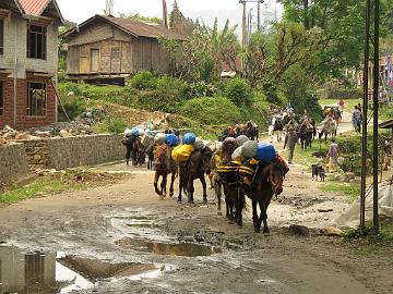 IMG_1208_start_of_trek_horses_packed_Yuksam_1780m_160502 Horses start from Yuksam (08:43)