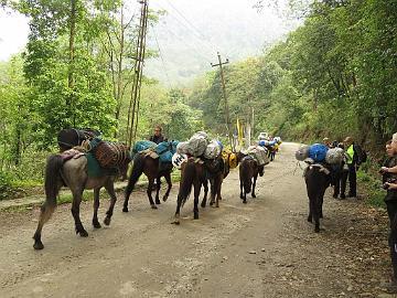 IMG_1211_horses_packed_and starting_from_Yuksam_160502 Watching horses passing in Yuksam (08:44)