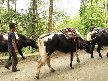 IMG_1213_cow-yaks_Yuksam_160502 Some trekking groups had cow-yaks (08:44)