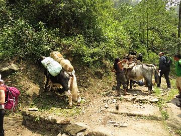 IMG_1229_cow-yaks_at_1st_bridge_Yuksam-Sachen_160502 Cow-yaks on the trail (10:23)