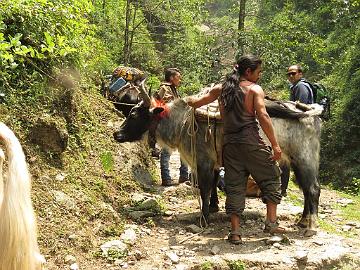 IMG_1230_cow-yak_that_pushed_Anneli_and_Marja_on_the_bridge_Yuksam-Sachen_160502 Cow-yaks on the trail (10:23)