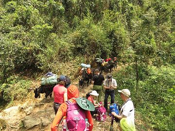 IMG_1237_after_3_hours_trek_Yuksam-Sachen_160502 Letting the cow-yaks to pass, after trekking about three hours (11:35)