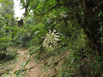 IMG_1261_Viburnum_erubescens_Sachen_2190m_160502 Viburnum erubescens , Sachen 2190 m (16:24)