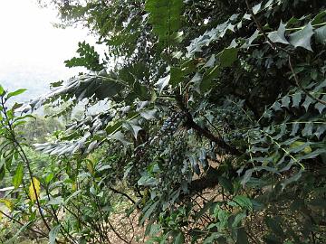 IMG_1262_Mahonia_sp_Sachen_2190m_160502 Mahonia napaulensis , Sachen 2190 m (16:42)