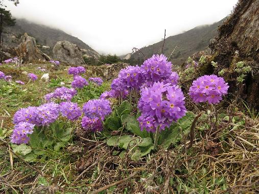 Lachung - Yumthang Valley - 160511