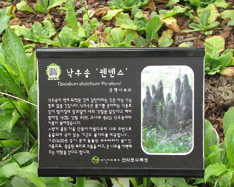 IMG_1000 Taxodium distichum 'Pendens' root knees, Chollipo Arboretum