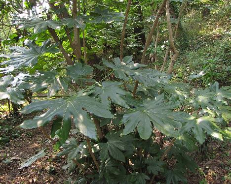 IMG_1004_Fatsia_japonica_Chollipo_arboretum Fatsia japonica , Chollipo Arboretum