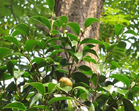 IMG_1017_Camellia_japonica_Chollipo_arboretum Camellia japonica , Chollipo Arboretum