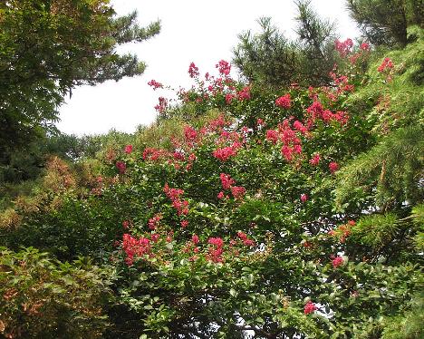 IMG_1018_Lagerstroemia_indica_Chollipo_arboretum Lagerstroemia indica , Chollipo Arboretum