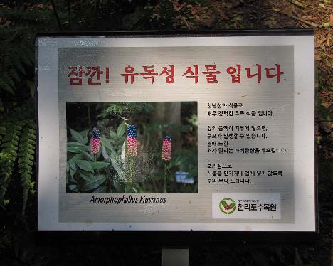 IMG_1027 Amorphophallus kiusianus , Chollipo Arboretum