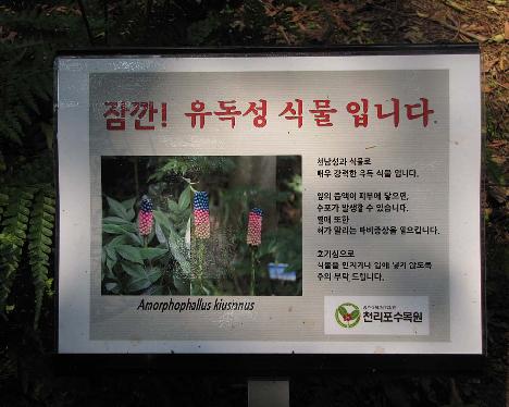 IMG_1027 Amorphophallus kiusianus , Chollipo Arboretum