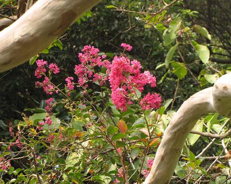 IMG_1049_Lagerstroemia_indica_Chollipo_arboretum Lagerstroemia indica , Chollipo Arboretum