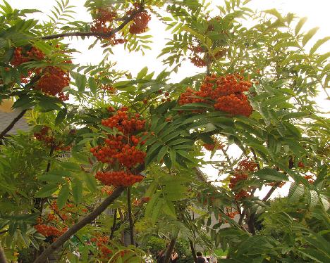 IMG_1337_Sorbus_commixta_Ullung_hotellin_edustalla Sorbus commixta , planted tree