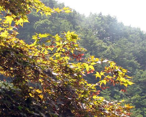 IMG_1112_Acer_palmatum_Jirisan Acer palmatum , Guryong, Jiri-san