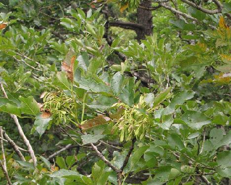 IMG_1674_Fraxinus_rhynchophylla_ssp_chinensis Fraxinus chinensis ssp. rhynchophylla , Gweongeum-seong, Seorak-san