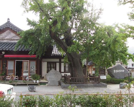 IMG_1077_Ginkgo_biloba_500_years_old_Hanok_village 500 year old Ginkgo biloba , Hanok Village, Jeonju