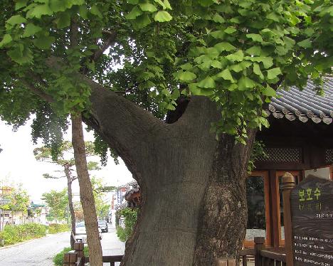 IMG_1079_Ginkgo_biloba_500_years_old_Hanok_village 500 year old Ginkgo biloba , Hanok Village, Jeonju