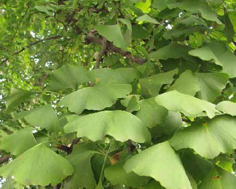 IMG_1081_Ginkgo_biloba_500_years_old_Hanok_village 500 year old Ginkgo biloba , Hanok Village, Jeonju